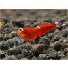super crystal red scr caridina