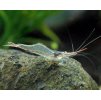 red nose shrimp caridina gracilirostris