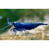 Neocaridina Davidi var. Sapphire