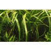 Cryptocoryne crispatula 2