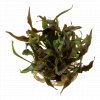 Cryptocoryne undulata 2