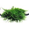 vesicularia christmas moss~3