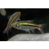 Razbora černopruhá - Rasbora borapetensis