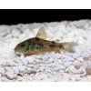Pancéřníček skvrnitý - Corydoras paleatus