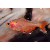 Tetra krvavá - Hyphessobrycon eques / callistus