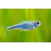 Blue Tetra