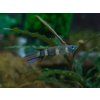 Panchax prstencový - Pseudepiplatys annulatus