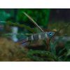 Panchax prstencový - Pseudepiplatys annulatus