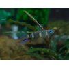 Panchax prstencový - Pseudepiplatys annulatus