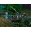 Panchax prstencový - Pseudepiplatys annulatus