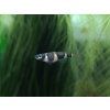 Panchax prstencový - Pseudepiplatys annulatus