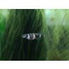 Panchax prstencový - Pseudepiplatys annulatus