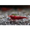 Neocaridina Davidi var. Bloody Mary