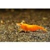 Neocaridina Davidi var. Orange Sakura