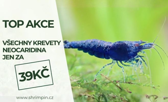 Super akce na všechny krevety Neocaridina