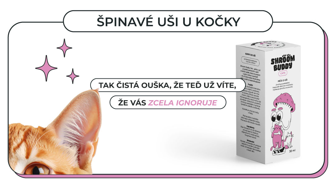 Špinavé uši u kočky: proč je neignorovat