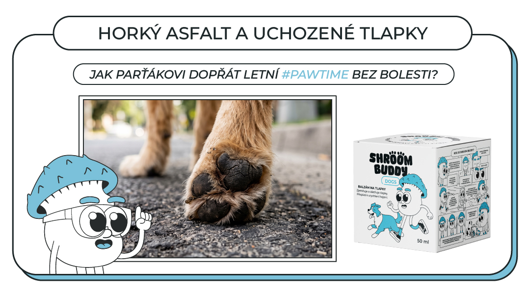 Horký asfalt a uchozené tlapky: Jak parťákovi dopřát letní #pawtime bez bolesti?