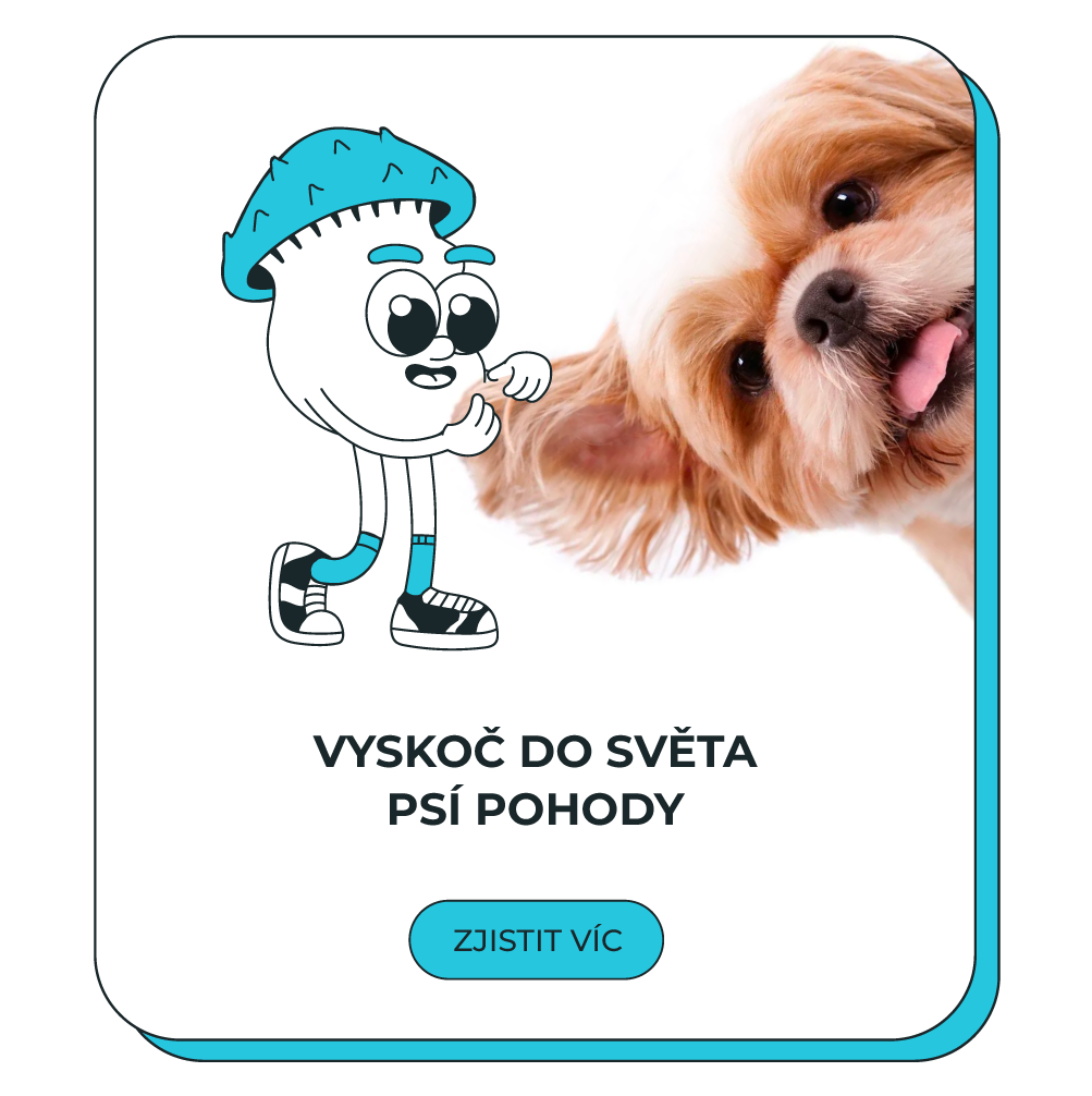 Rady pro psy