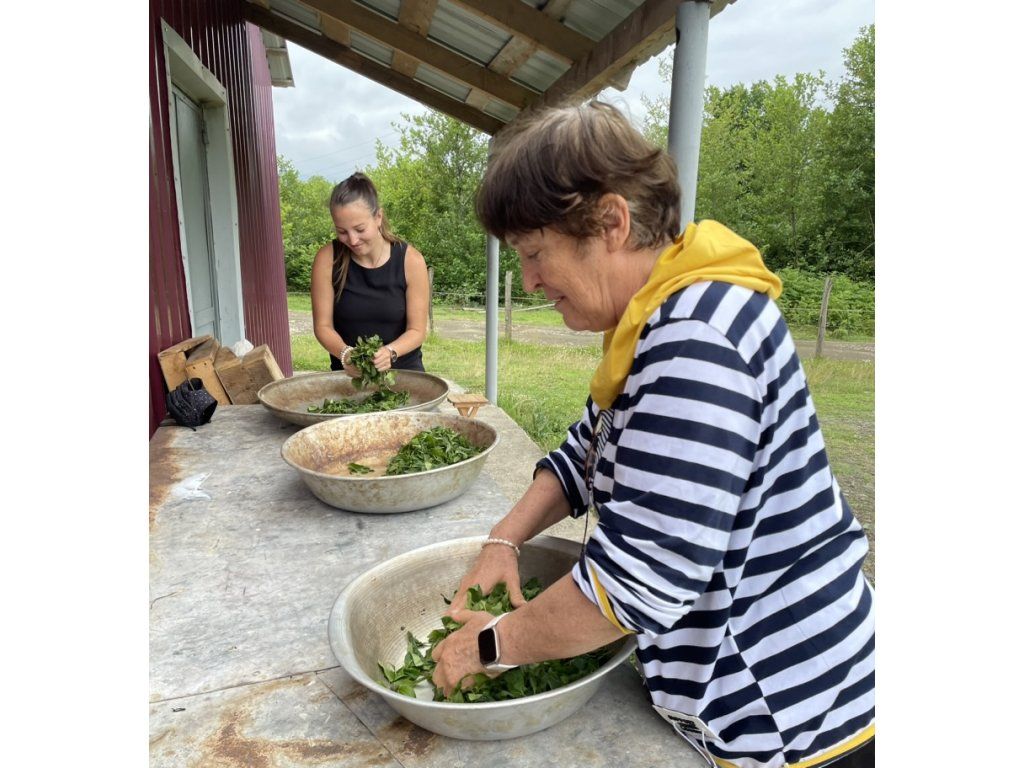 Craft your own tea  12-18.7. 2026 - Matcha pilot