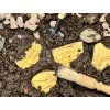 Yellow door - kostry Pliosaurus & Stegosaurus