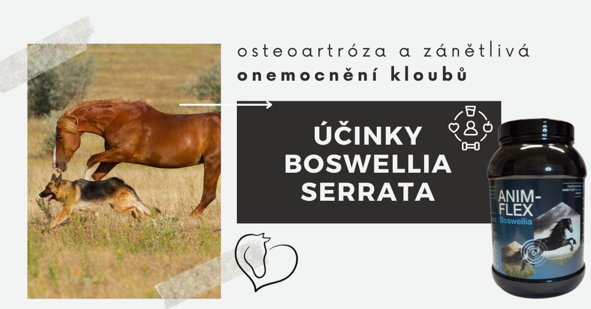 Boswellia účinky