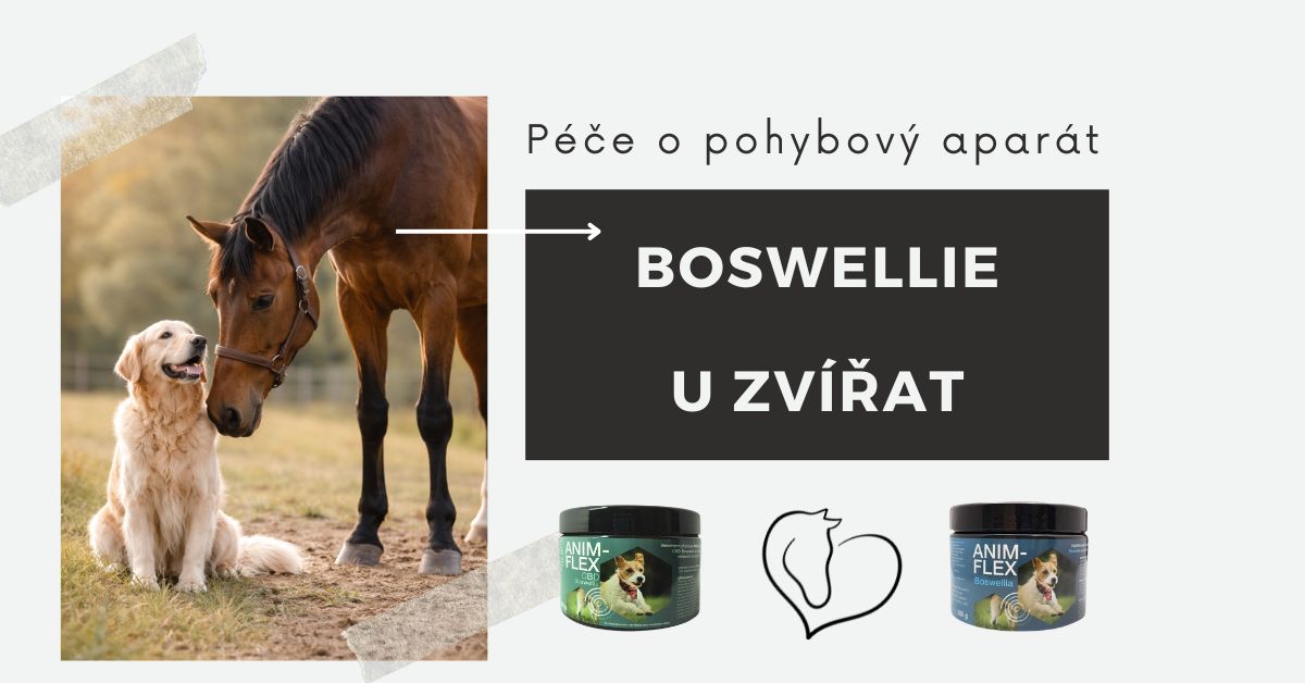 Boswellie u zvířat: k čemu se používá, jak ji podávat a jak vybrat vhodný přípravek