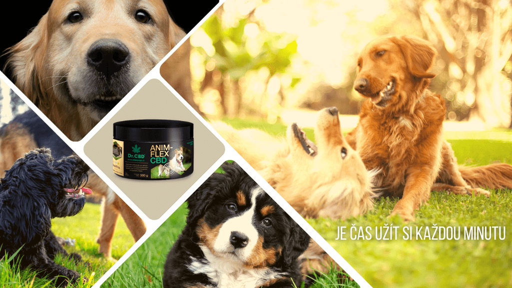 CBD a jeho revoluční účinky na osteoartritidu u zvířat: Nový pohled na alternativní léčbu