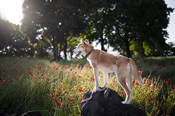 Vylepšete konci psa hrou