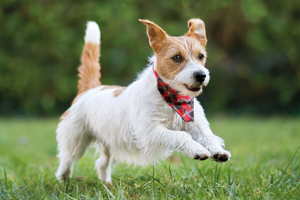 Tipy k podávání kloubní výživy vašemu psovi
