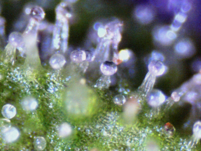 Dr.CBD konopí surovina1