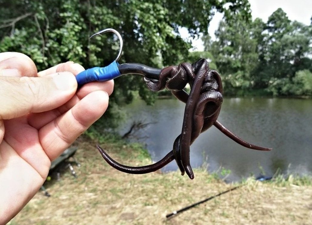 Jak uchovávat pijavice koňské