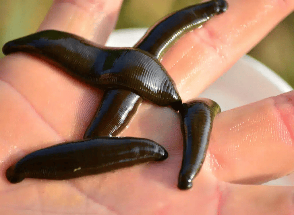 Pijavice koňská – nefér tajná zbraň pro lov sumců