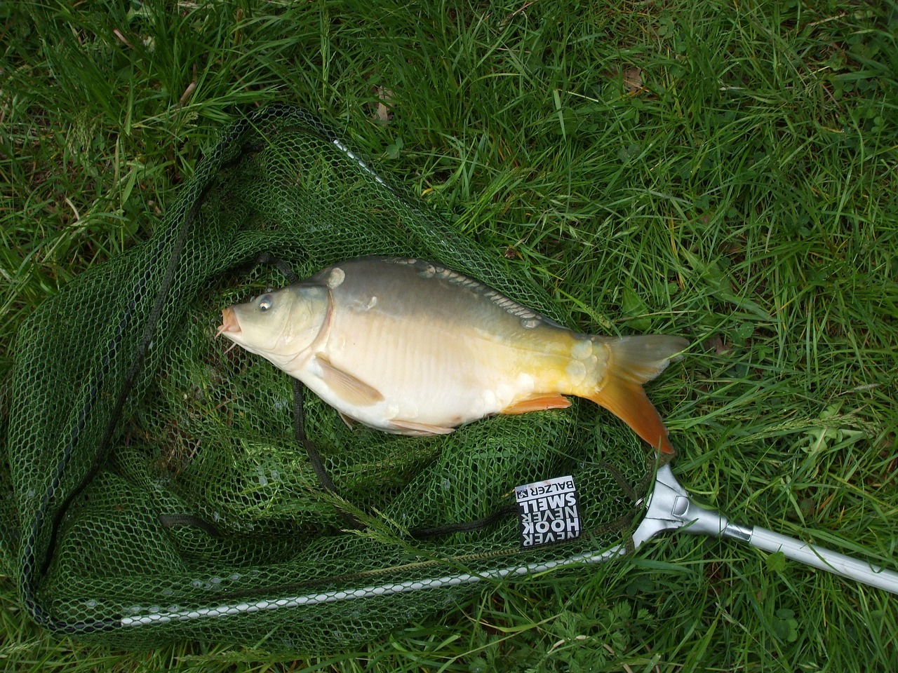fish-4504_1280