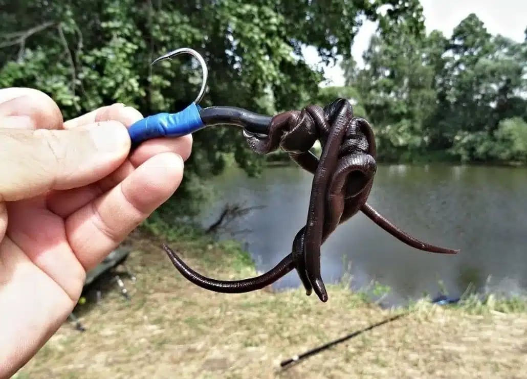 pijavice