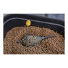 k0320058 61 camo grub feeders ls 04
