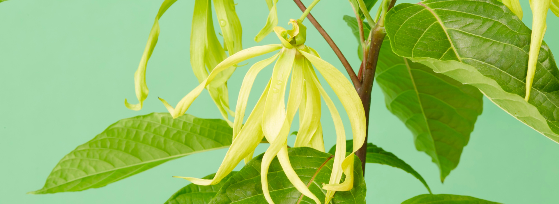 S láskou ručne vyrobené na Slovensku – sviečky zo sójového vosku. Prírodné zloženie. Sviečky od značky Silué.