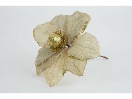 Magnólia bežová 20cm