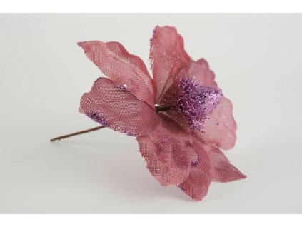 Magnólia fialová 20cm
