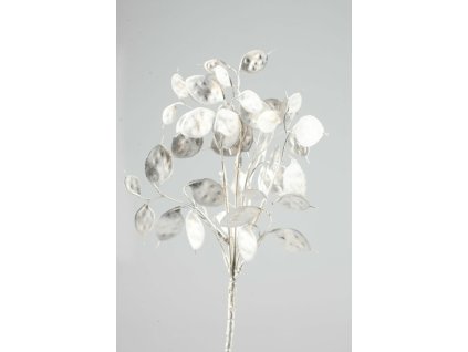 792375 Lunaria strieborná 40cm
