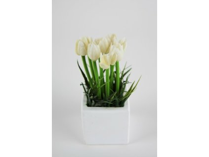 Aranžmán biely tulipán 15cm