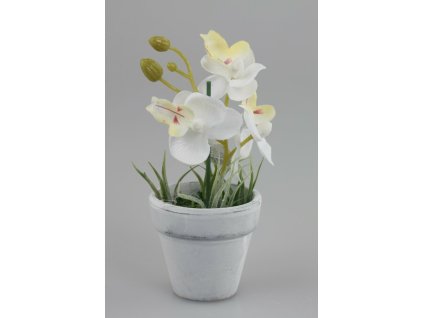 Aranžmán biela orchidea 14cm