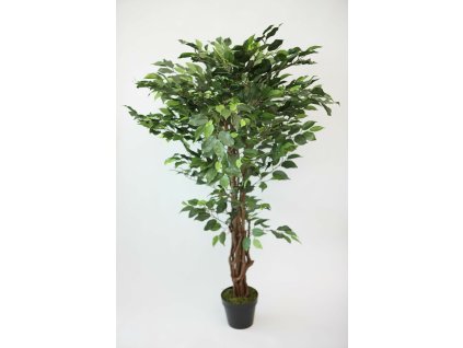 Ficus 120 cm