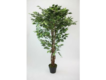 Ficus 190 cm