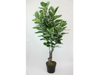 Ficus Ru 170 cm