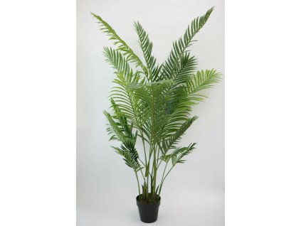 Areca 175 cm