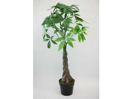 Pachira 145 cm