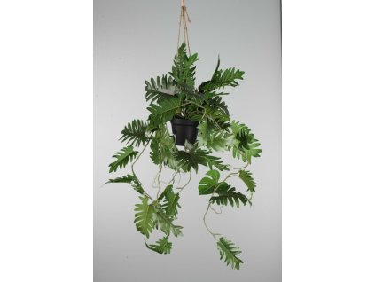 138967 Philodendron závesný 104cm