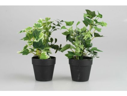 Rastlina v črepníku 20cm mix/2