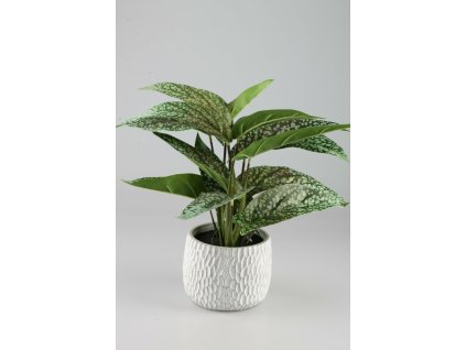 Syngonium v kvetináči 39cm