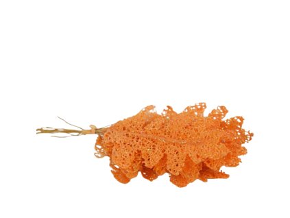 7594 1 pixelcut export 519